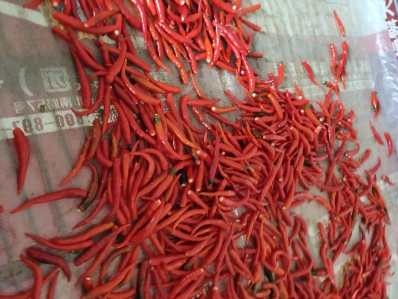 小米辣，艳红，发市场，剁椒料。