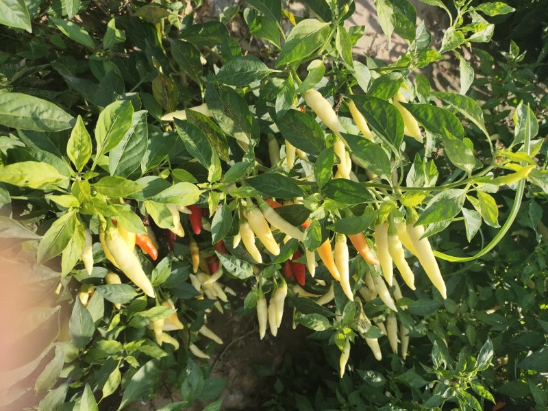 小米辣，艳红，发市场，剁椒料。