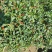 小米辣，艳红，发市场，剁椒料。