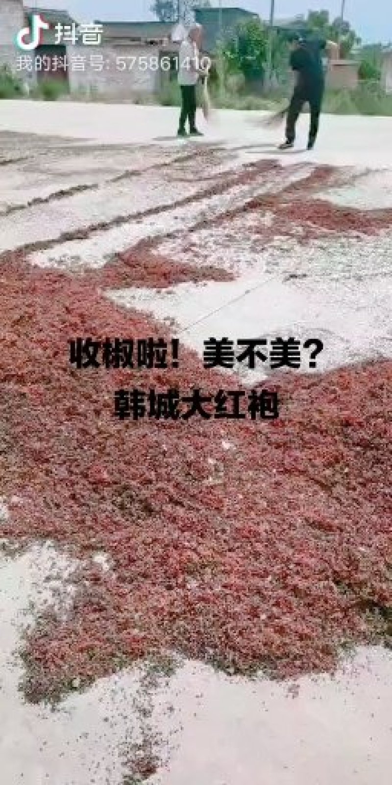 大红袍花椒苗，刺少，产量高，适应能力强