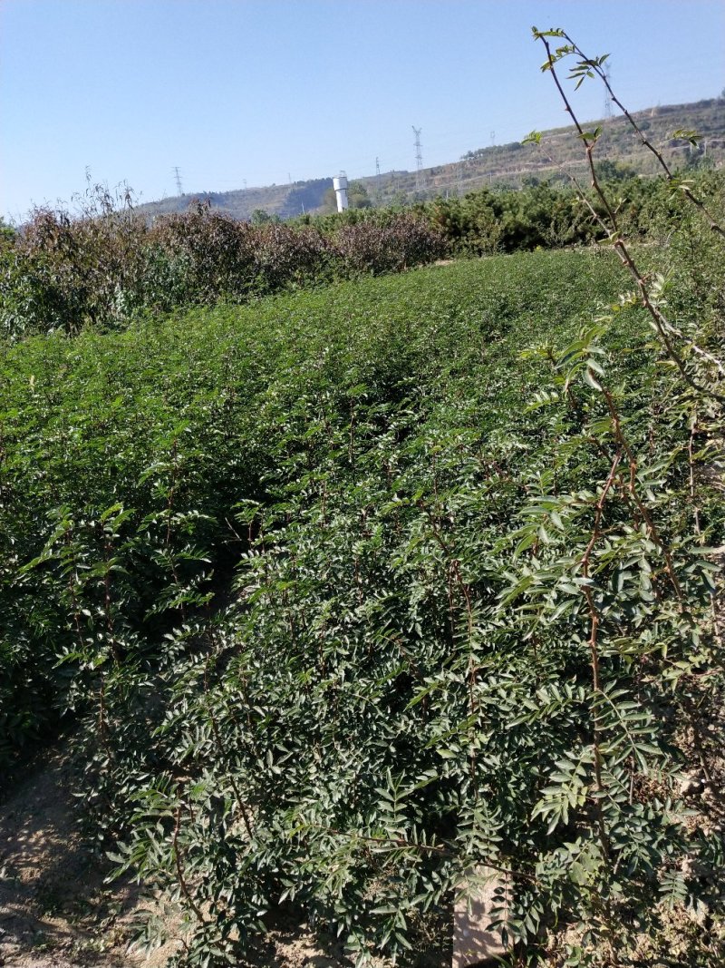 大红袍花椒苗，刺少，产量高，适应能力强