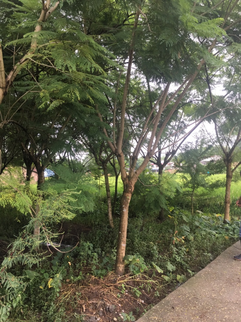 蓝花盈
