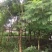 蓝花盈
