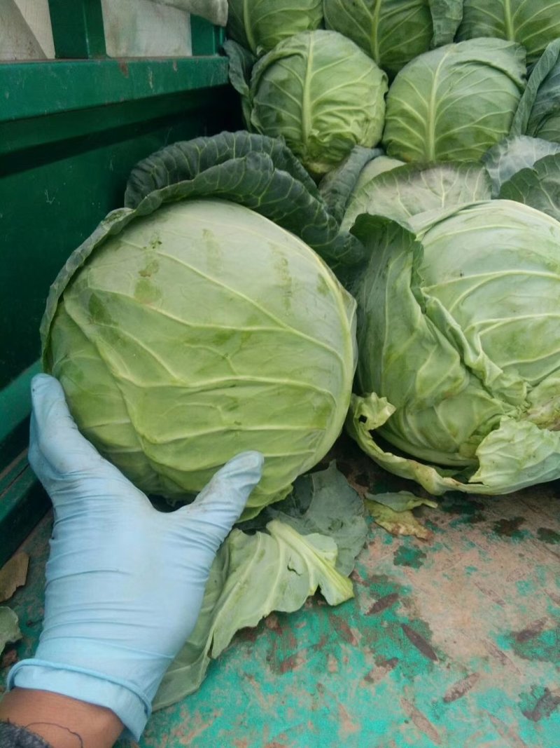 精品甘蓝河北甘蓝口感好产地直供量大从优价格优惠