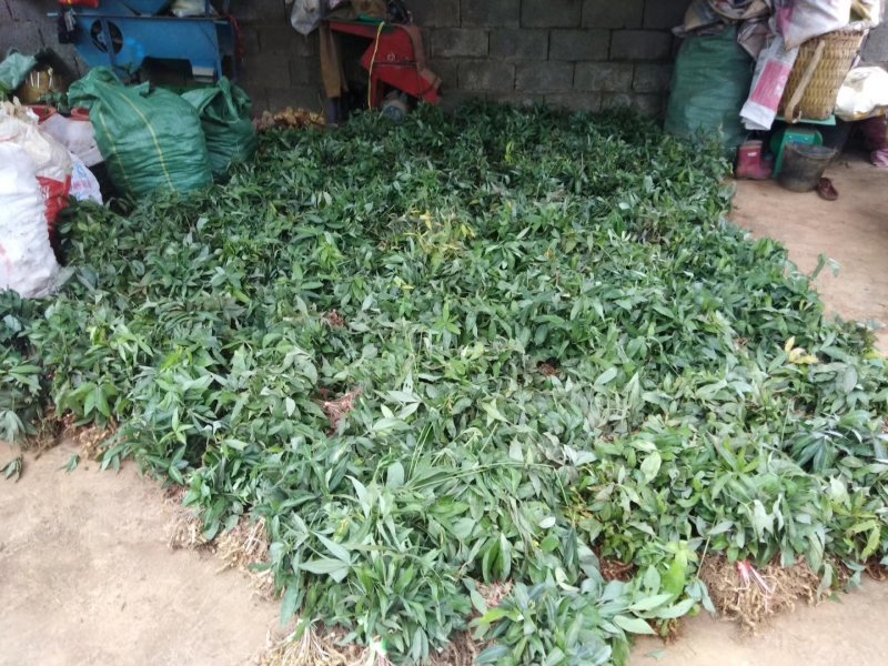 黄精种苗（该项属于野生苗，种苗都是从原始森林种采挖回来）