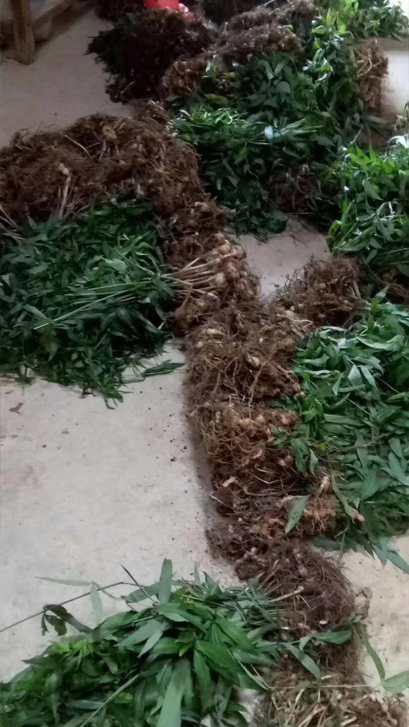 黄精种苗（该项属于野生苗，种苗都是从原始森林种采挖回来）