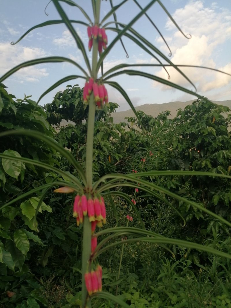 黄精种苗（该项属于野生苗，种苗都是从原始森林种采挖回来）