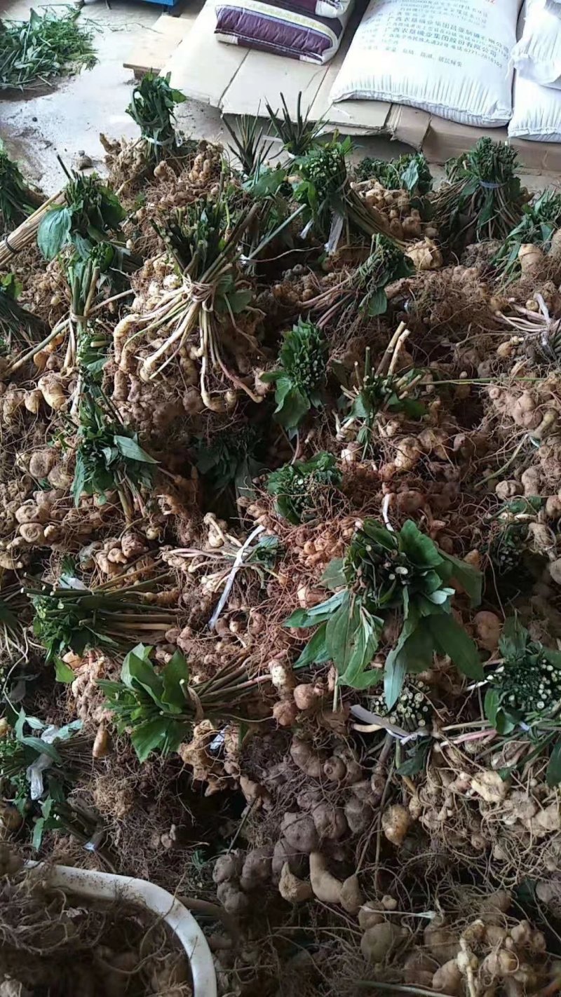 黄精种苗（该项属于野生苗，种苗都是从原始森林种采挖回来）