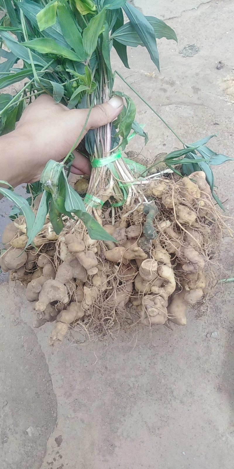 黄精种苗（该项属于野生苗，种苗都是从原始森林种采挖回来）