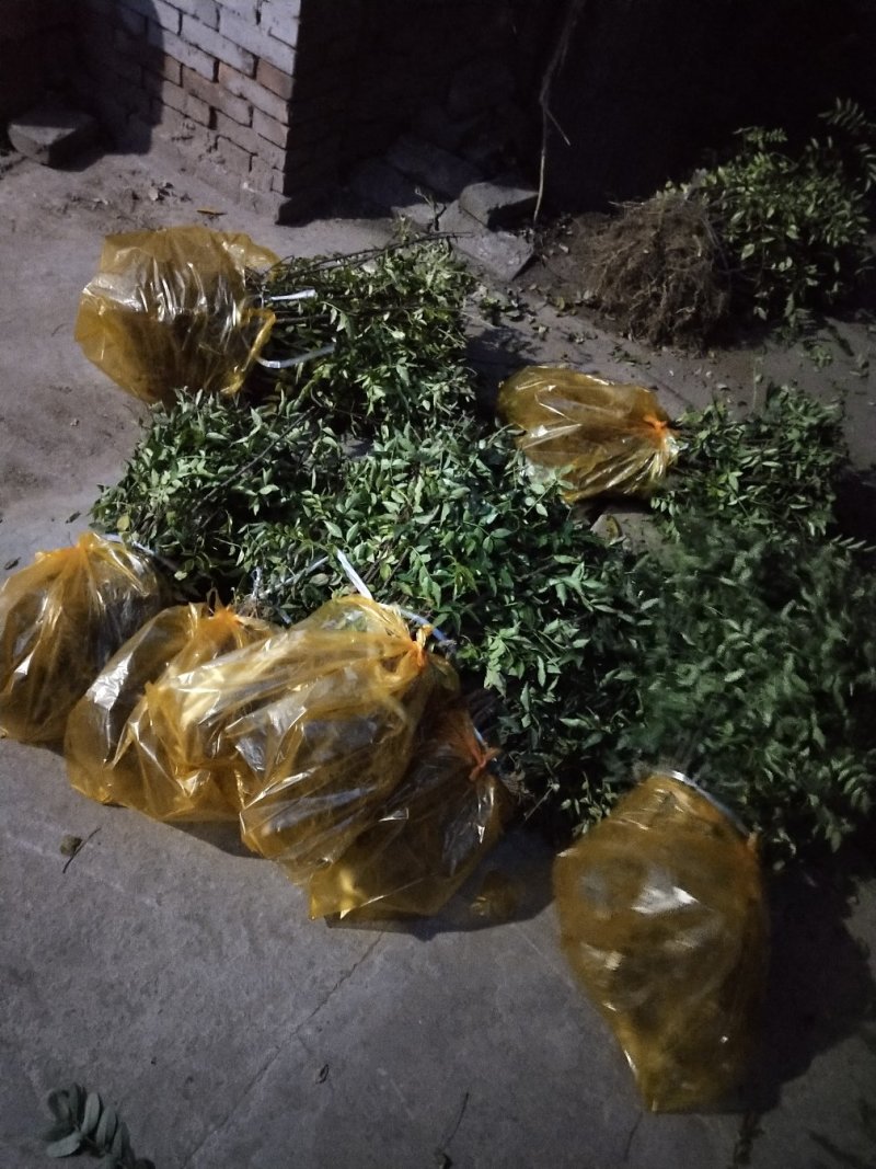 花椒苗黄盖狮子头，产量高，抗旱抗寒
