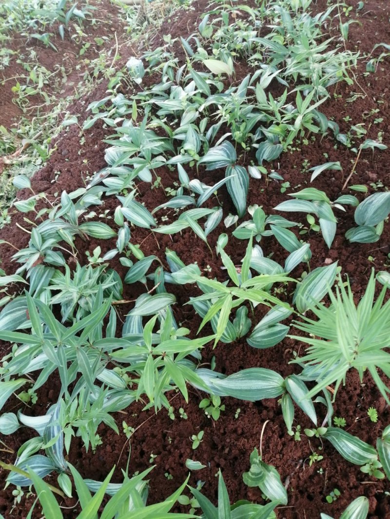 黄精块茎育苗（经过人工训化成活率以及抗病率提高）
