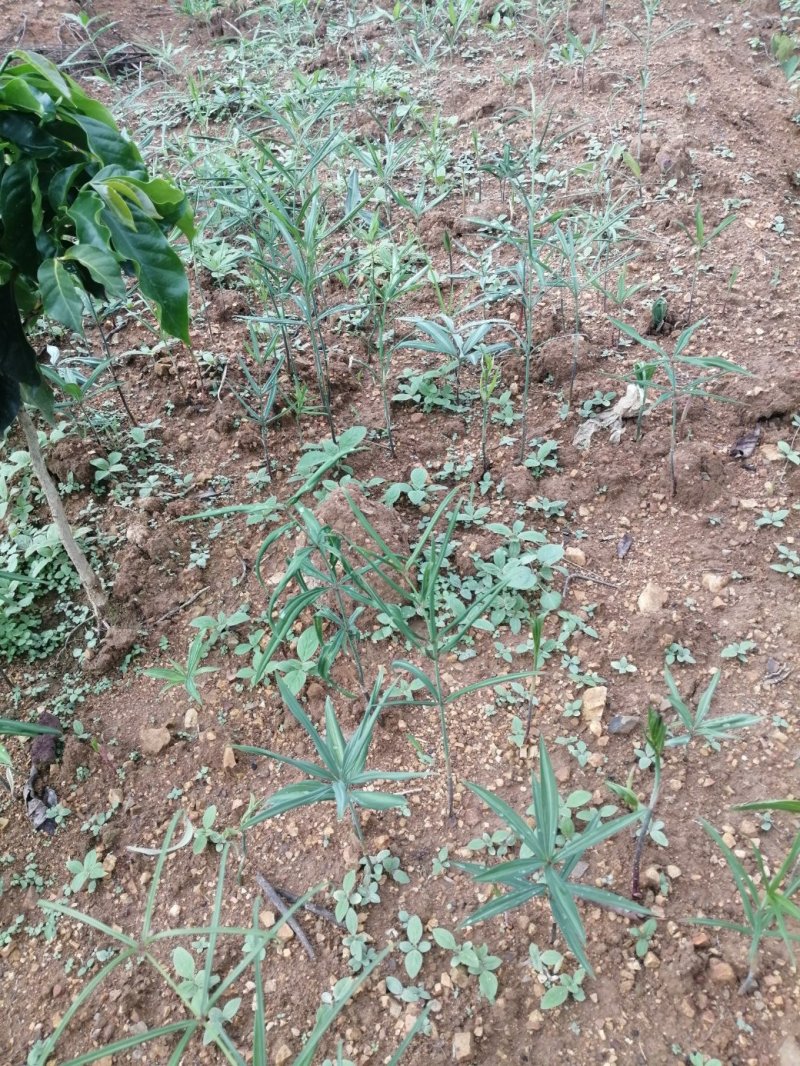 黄精块茎育苗（经过人工训化成活率以及抗病率提高）