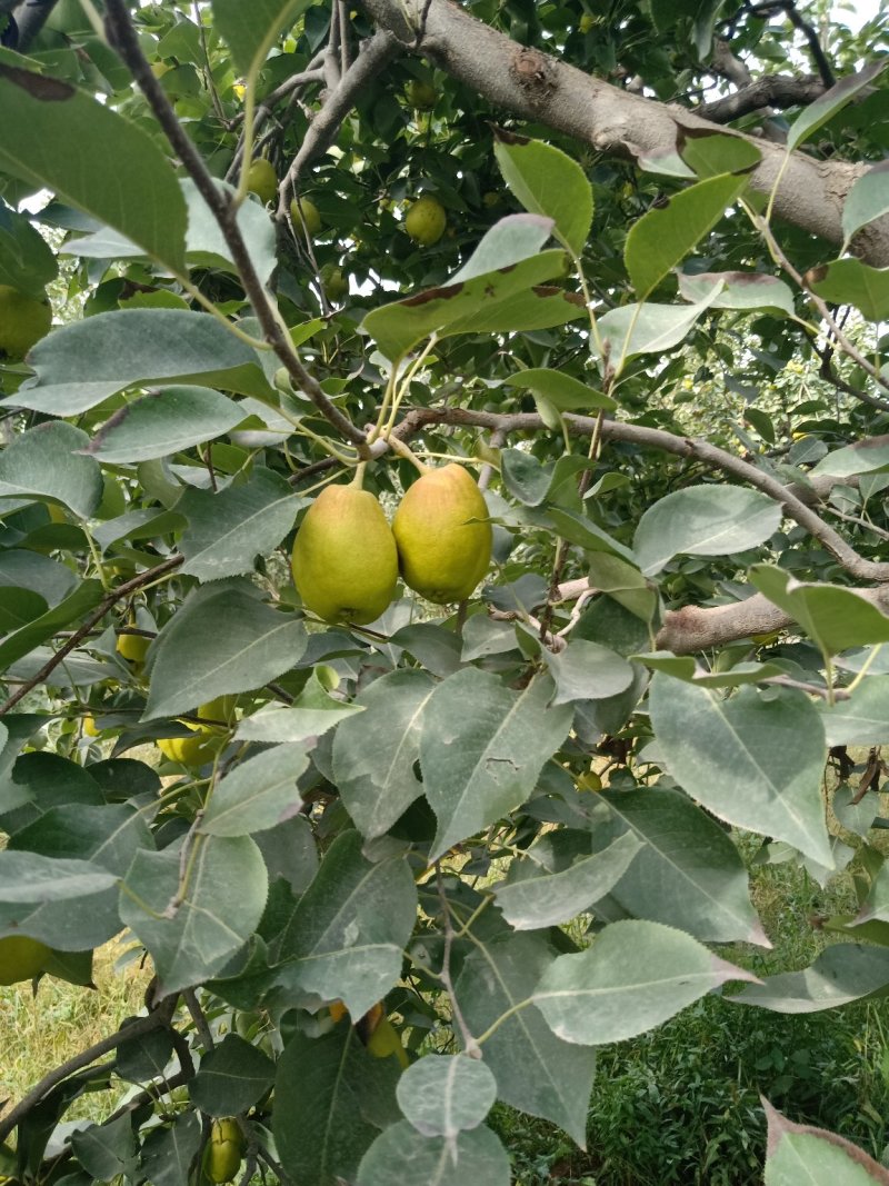 库尔勒香梨品质好皮薄多汁核小，优果多整车代发（诚信代办）