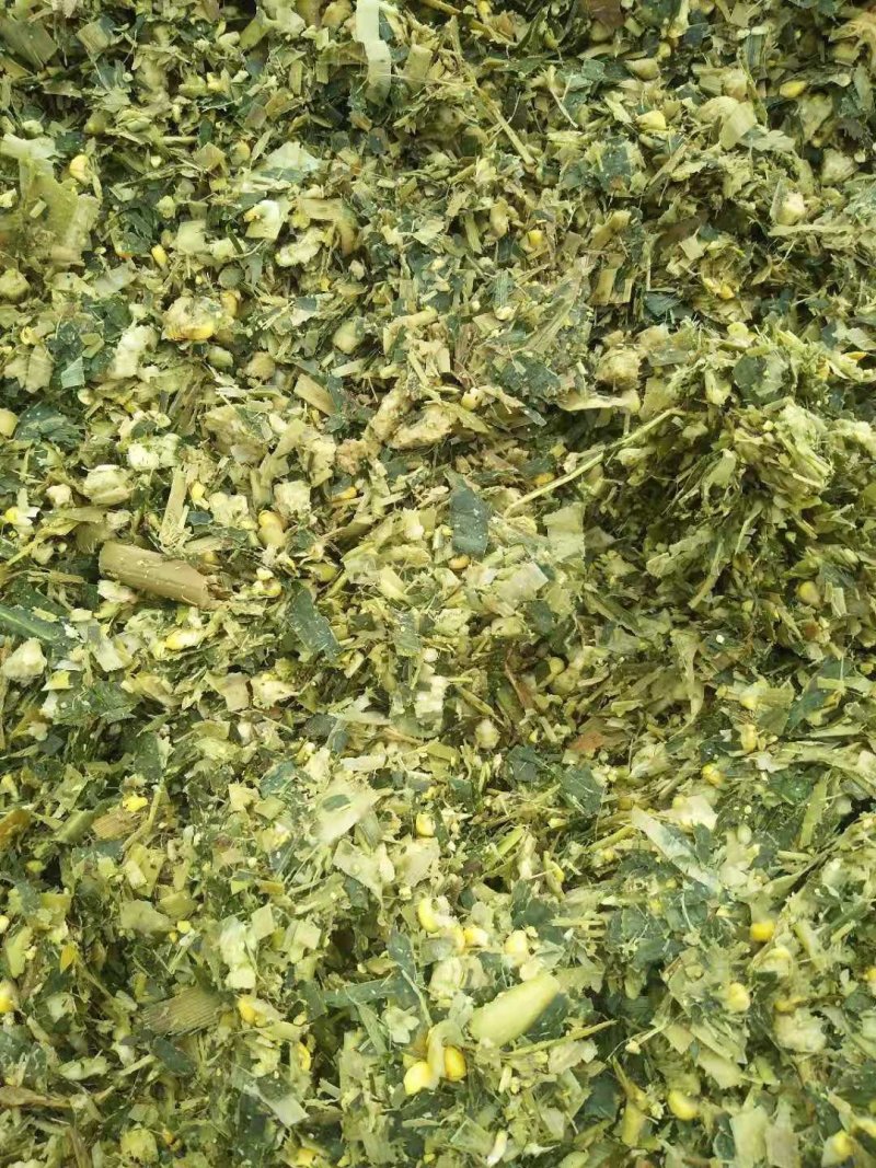 全株青储，，苜蓿