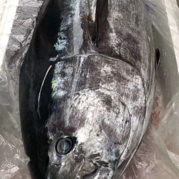 日本蓝鳍
