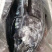 日本蓝鳍