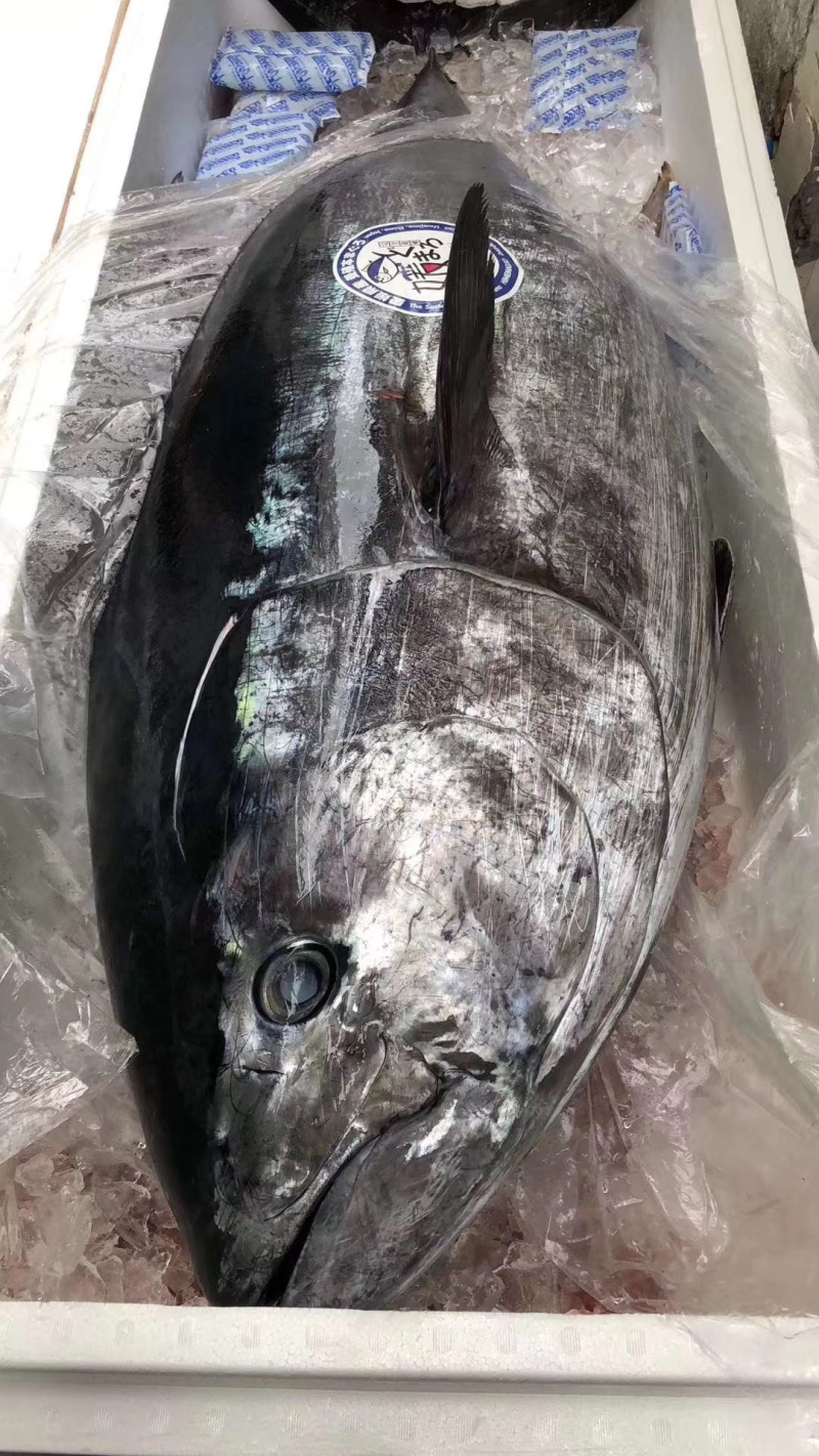 日本蓝鳍