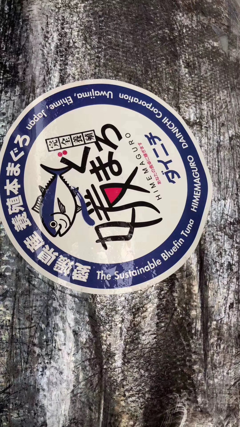 日本蓝鳍