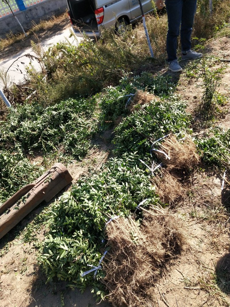 大红袍花椒苗，产量高，成活率高