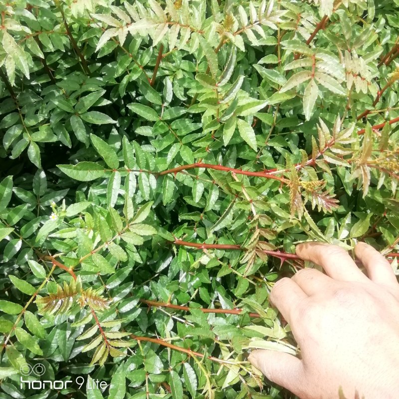 花椒苗