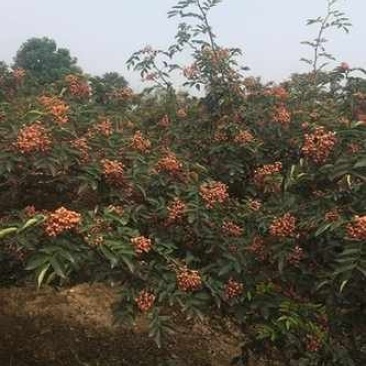 花椒苗，黄盖狮子头，产量高，抗寒抗旱，适应能力强