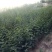 花椒苗，黄盖狮子头，产量高，抗寒抗旱，适应能力强