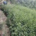 花椒苗，黄盖狮子头，产量高，抗寒抗旱，适应能力强