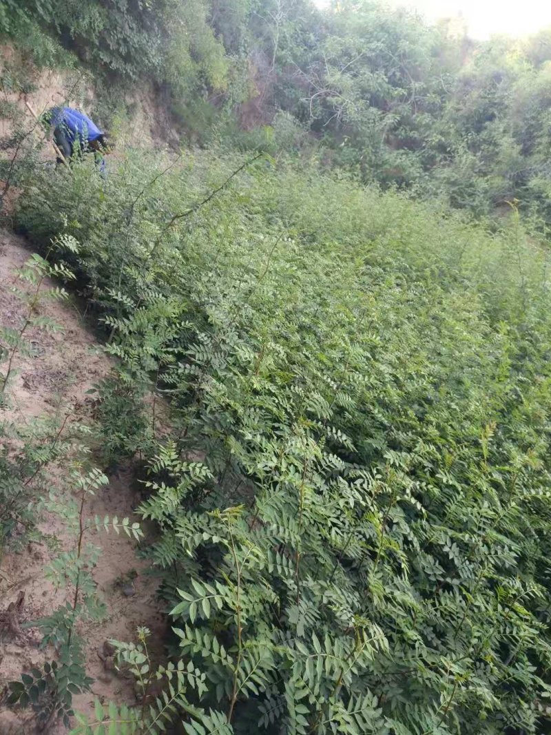 花椒苗，黄盖狮子头，产量高，抗寒抗旱，适应能力强