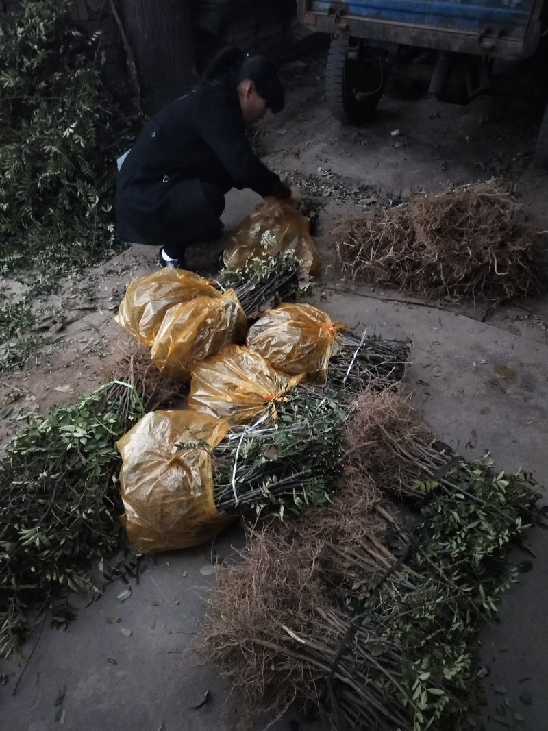 花椒苗，黄盖狮子头，产量高，抗寒抗旱，适应能力强