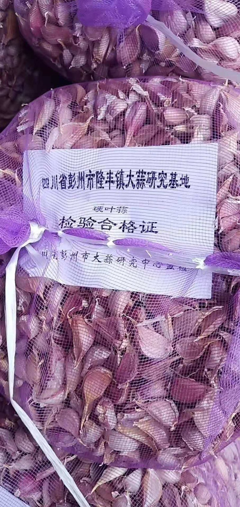 川蒜种，四川二水早蒜种，，毛胡苔蒜，欢迎客商前来选购！
