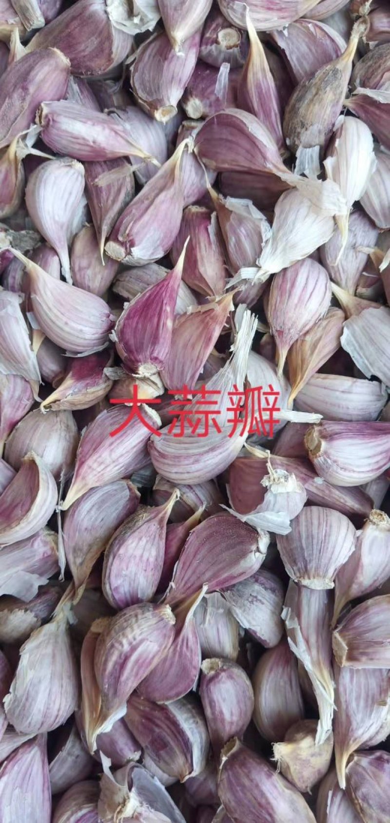 川蒜种，四川二水早蒜种，，毛胡苔蒜，欢迎客商前来选购！