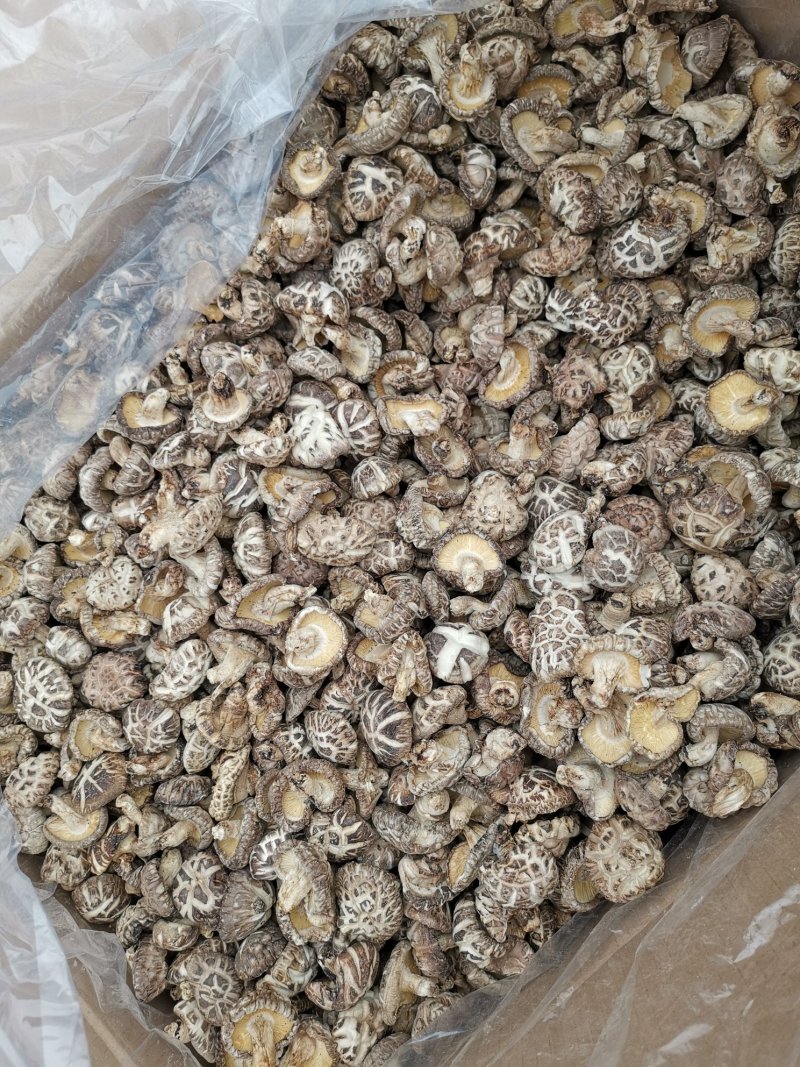 一件代发椴木茶花菇椴木干香菇整箱18公斤起批包邮
