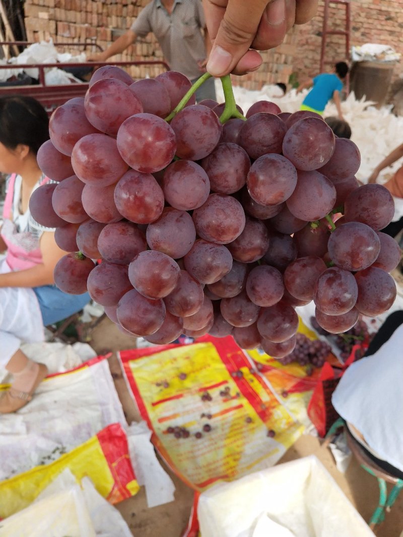 陕西红提葡萄、颗粒大、串行好、色度好/果粉好