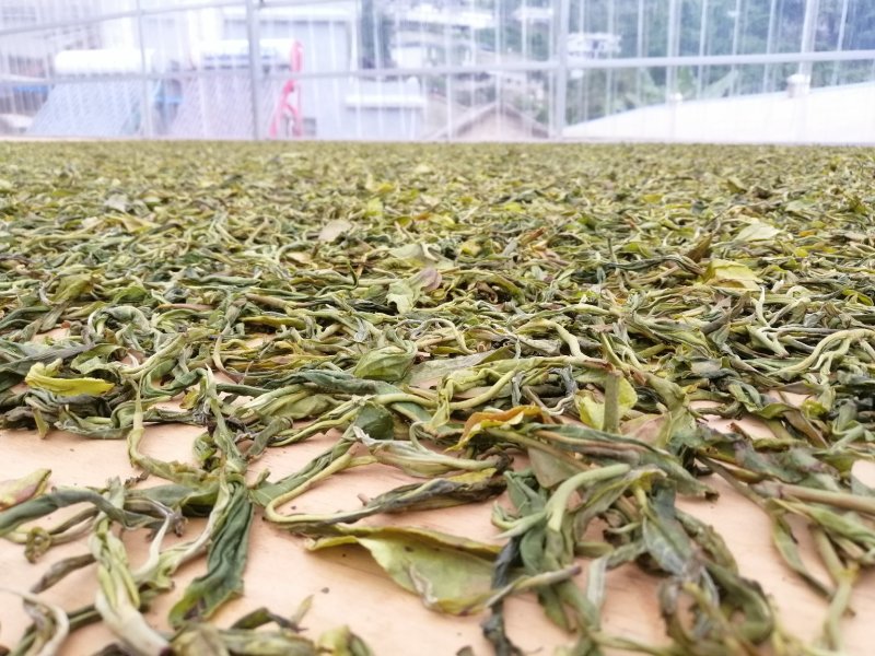 勐库大雪山秋茶