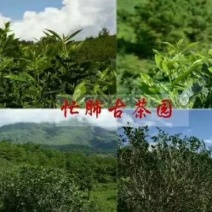 夏茶散装