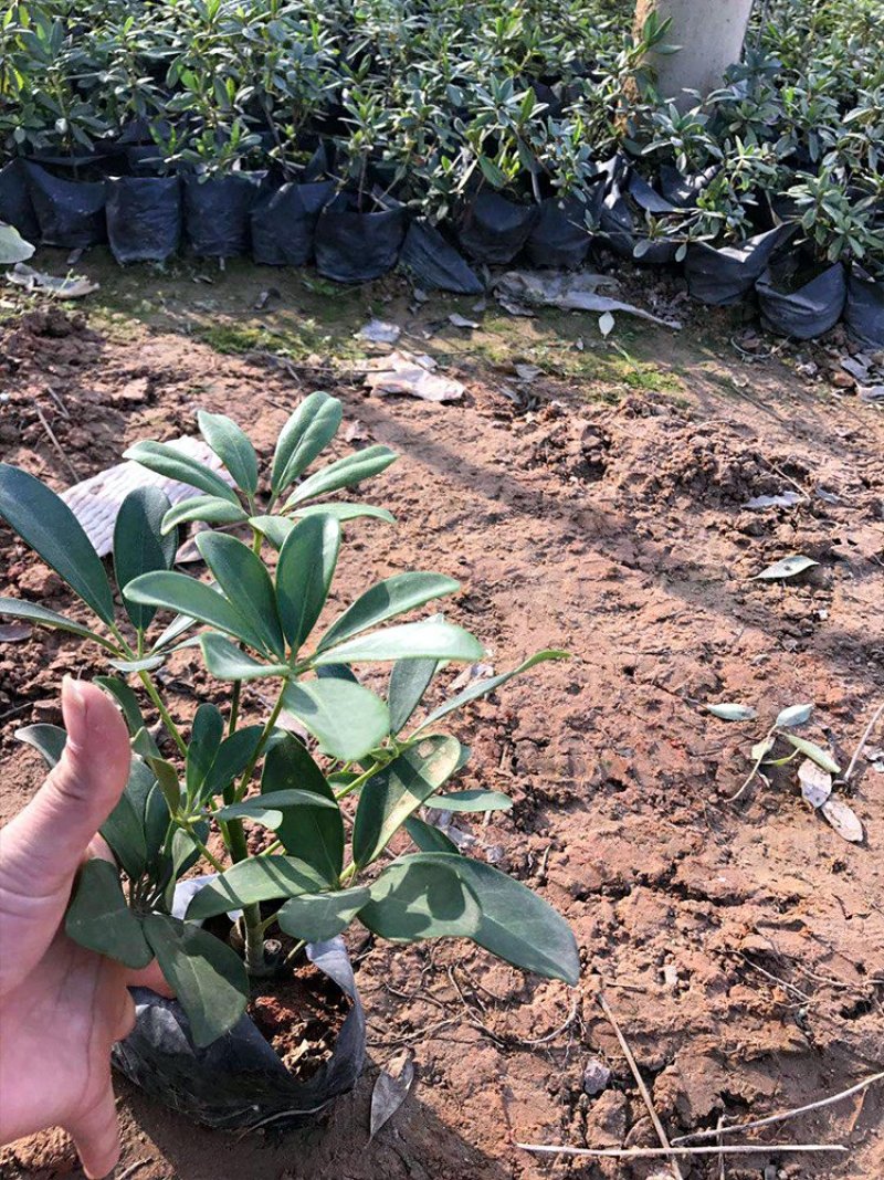 鹅掌柴基地鸭掌木价格鹅掌柴哪里便宜