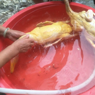 广西土鸭一手货源产地提供可视频看货欢迎新老客户前来订购