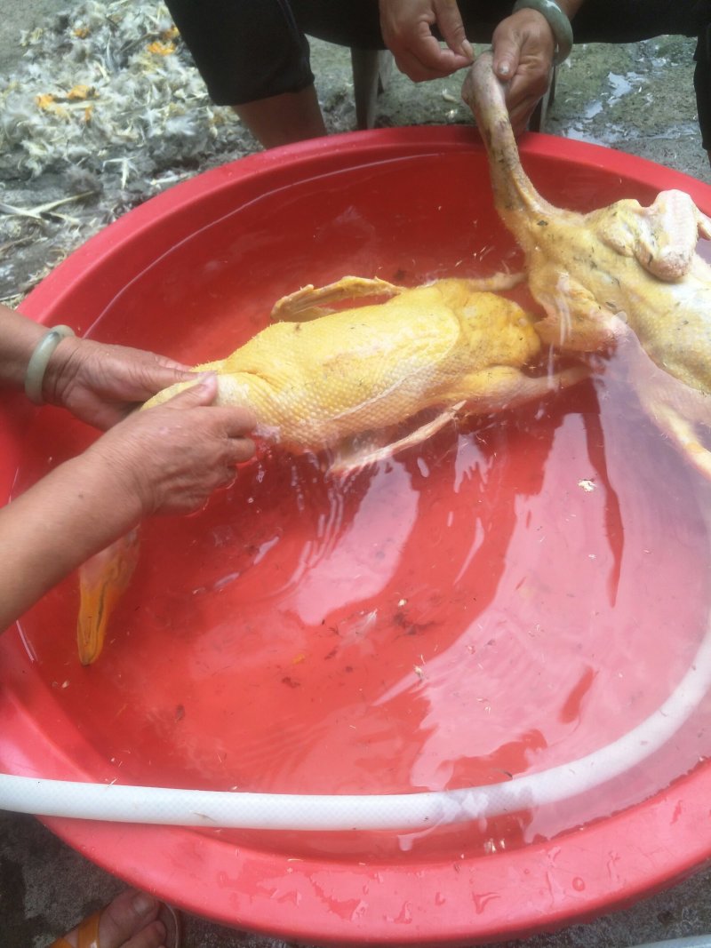 广西土鸭一手货源产地提供可视频看货欢迎新老客户前来订购