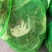 微山湖大闸蟹六月黄大量上市