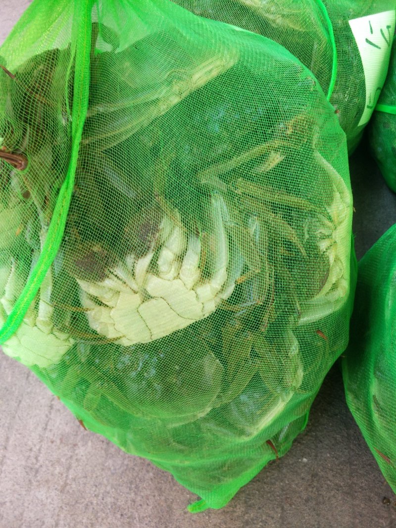 微山湖大闸蟹六月黄大量上市