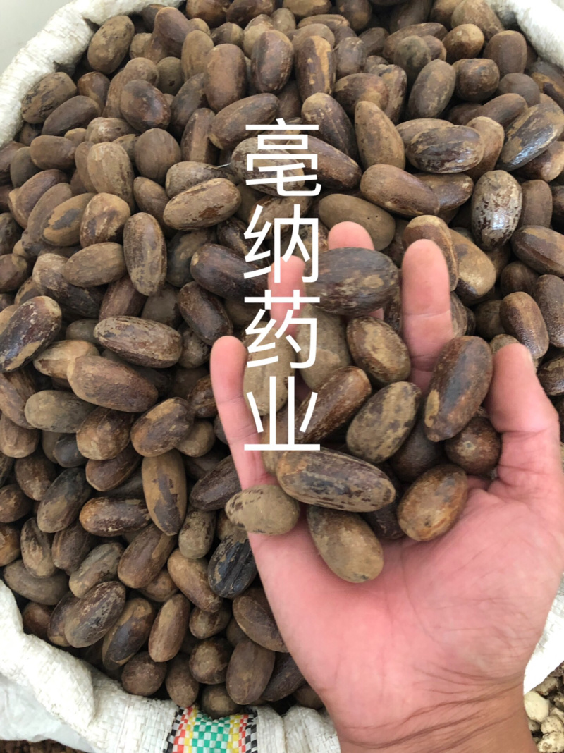 香料大全香果玉果长香果1公斤起批