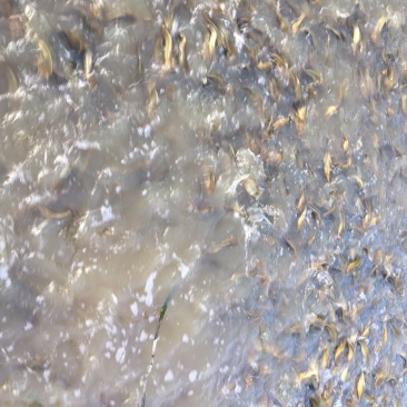 水产