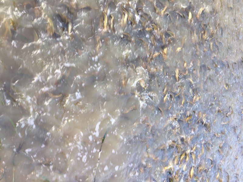水产
