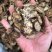 香料大全木香优质广木香云木香中药材批发