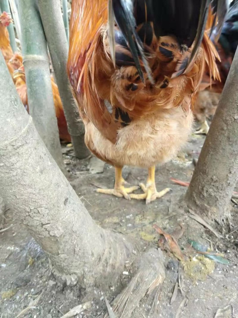 散养闫鸡