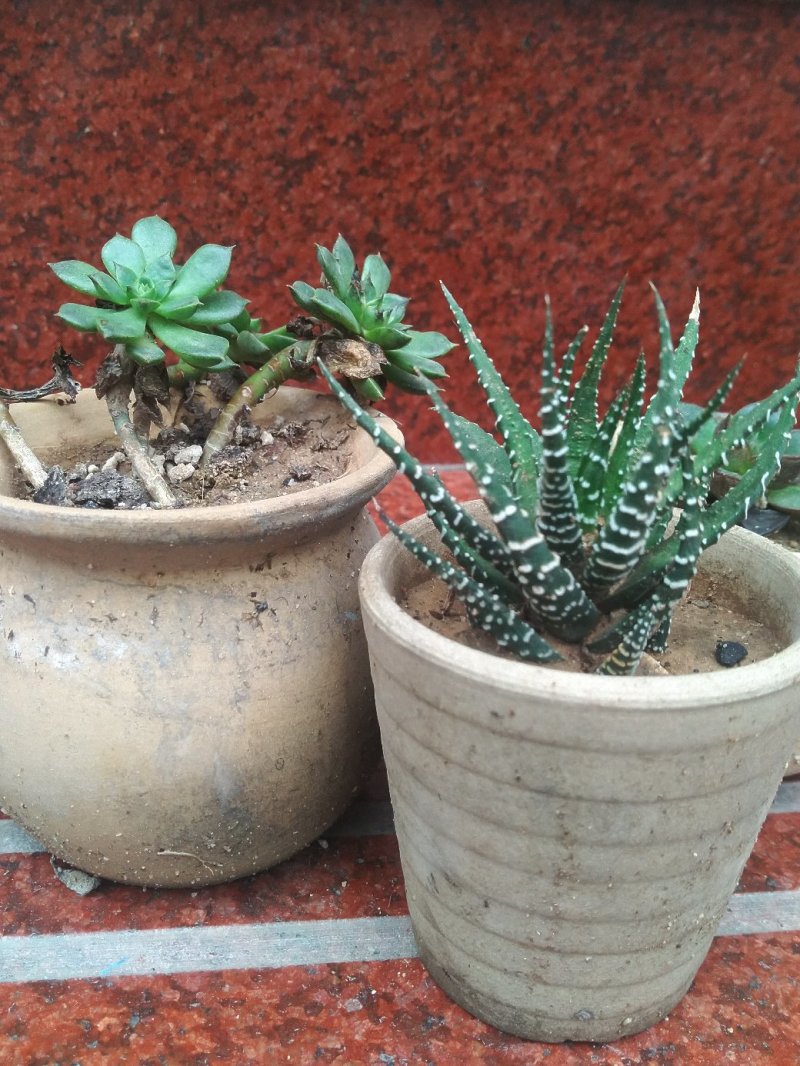 多肉素陶花盆