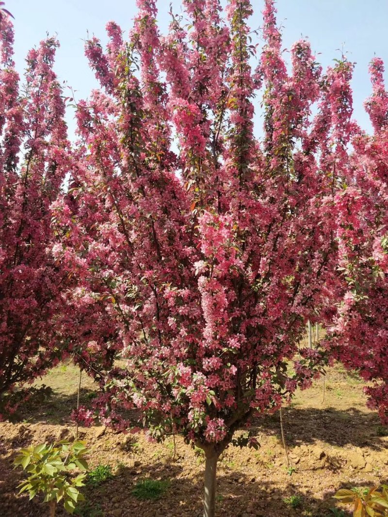 贵州樱花树:规格齐全，土质好无根瘤病，成活高