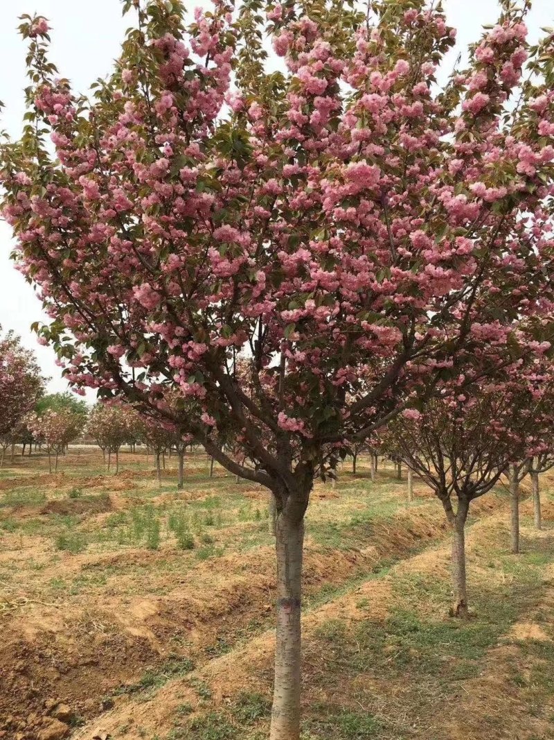 贵州樱花树:规格齐全，土质好无根瘤病，成活高
