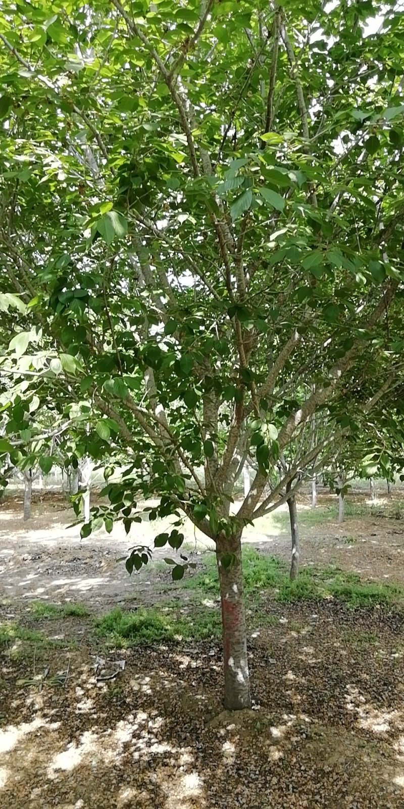 贵州樱花树:规格齐全，土质好无根瘤病，成活高