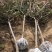贵州樱花树:规格齐全，土质好无根瘤病，成活高